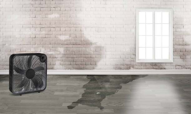 Best Sewage cleanup and water damage restoration  in Cortland, OH