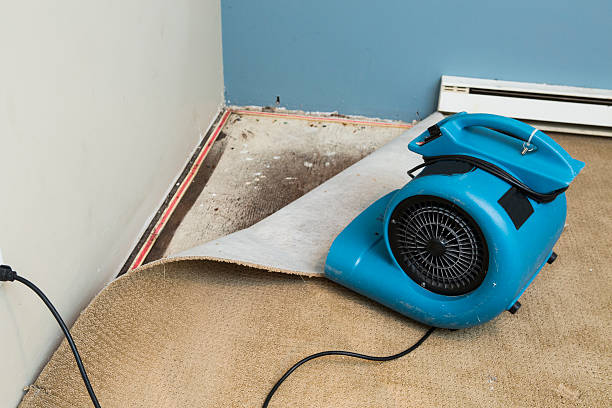 Best Carpet water damage restoration  in Cortland, OH